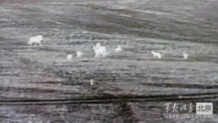 邊防軍出奇事：白天見珍稀動(dòng)物晚上拍狼馬大戰(zhàn)