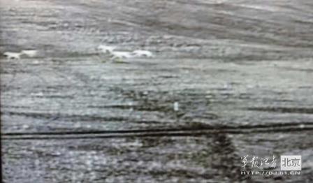 邊防軍出奇事：白天見珍稀動(dòng)物晚上拍狼馬大戰(zhàn)