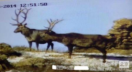 邊防軍出奇事：白天見珍稀動(dòng)物晚上拍狼馬大戰(zhàn)