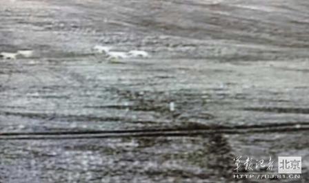 邊防軍出奇事：白天見珍稀動(dòng)物晚上拍狼馬大戰(zhàn)