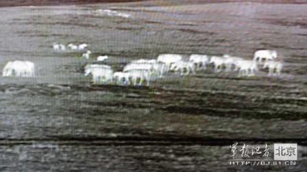 邊防軍出奇事：白天見珍稀動(dòng)物晚上拍狼馬大戰(zhàn)