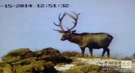 邊防軍出奇事：白天見珍稀動(dòng)物晚上拍狼馬大戰(zhàn)