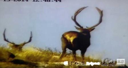 邊防軍出奇事：白天見珍稀動(dòng)物晚上拍狼馬大戰(zhàn)